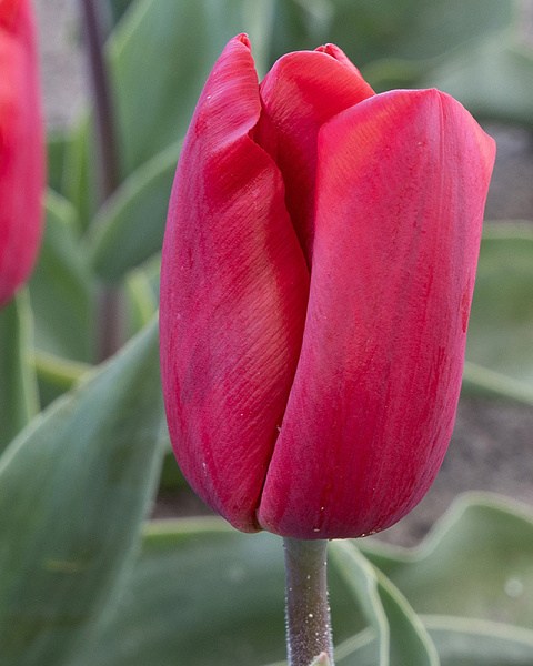 Red Paradise